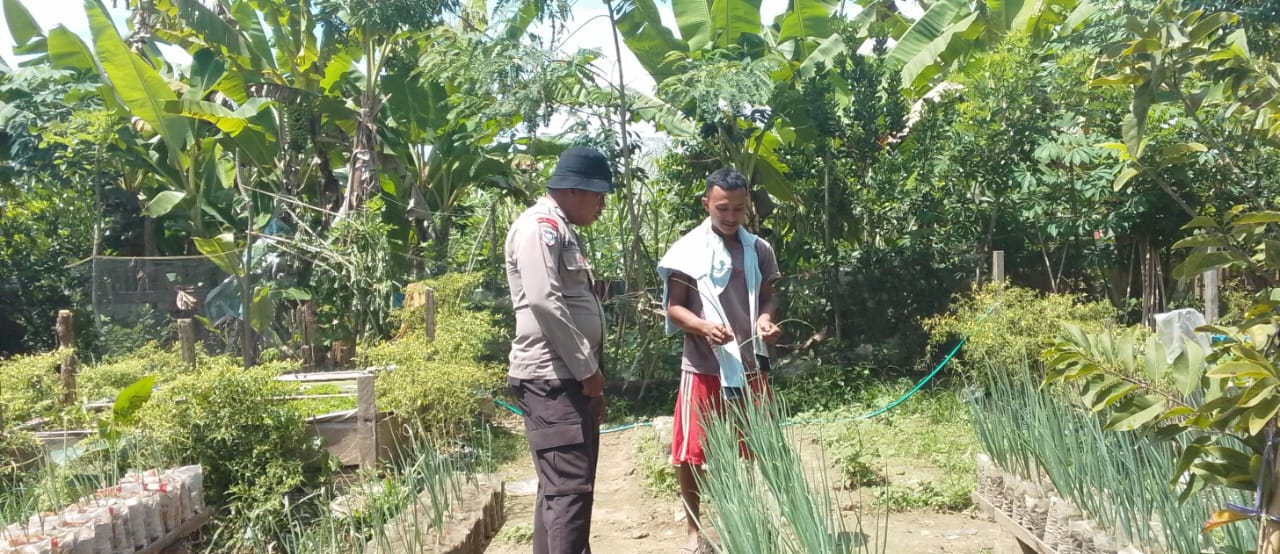 Dalam Rangka Mendukung Ketahanan Pangan, Bhabinkamtibmas Sambangi Petani Di Kebun