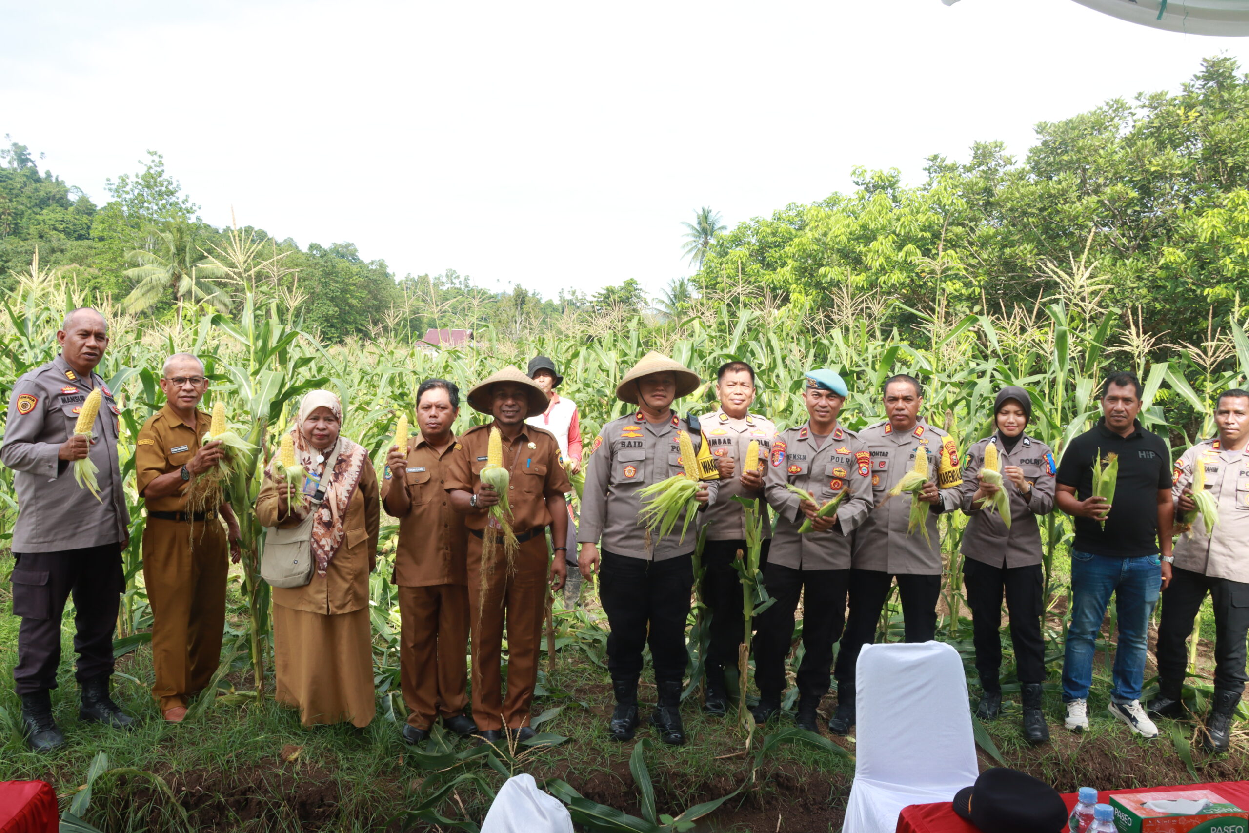 Dukung Ketahanan Pangan, Polres Halteng Panen Jagung bersama petani.