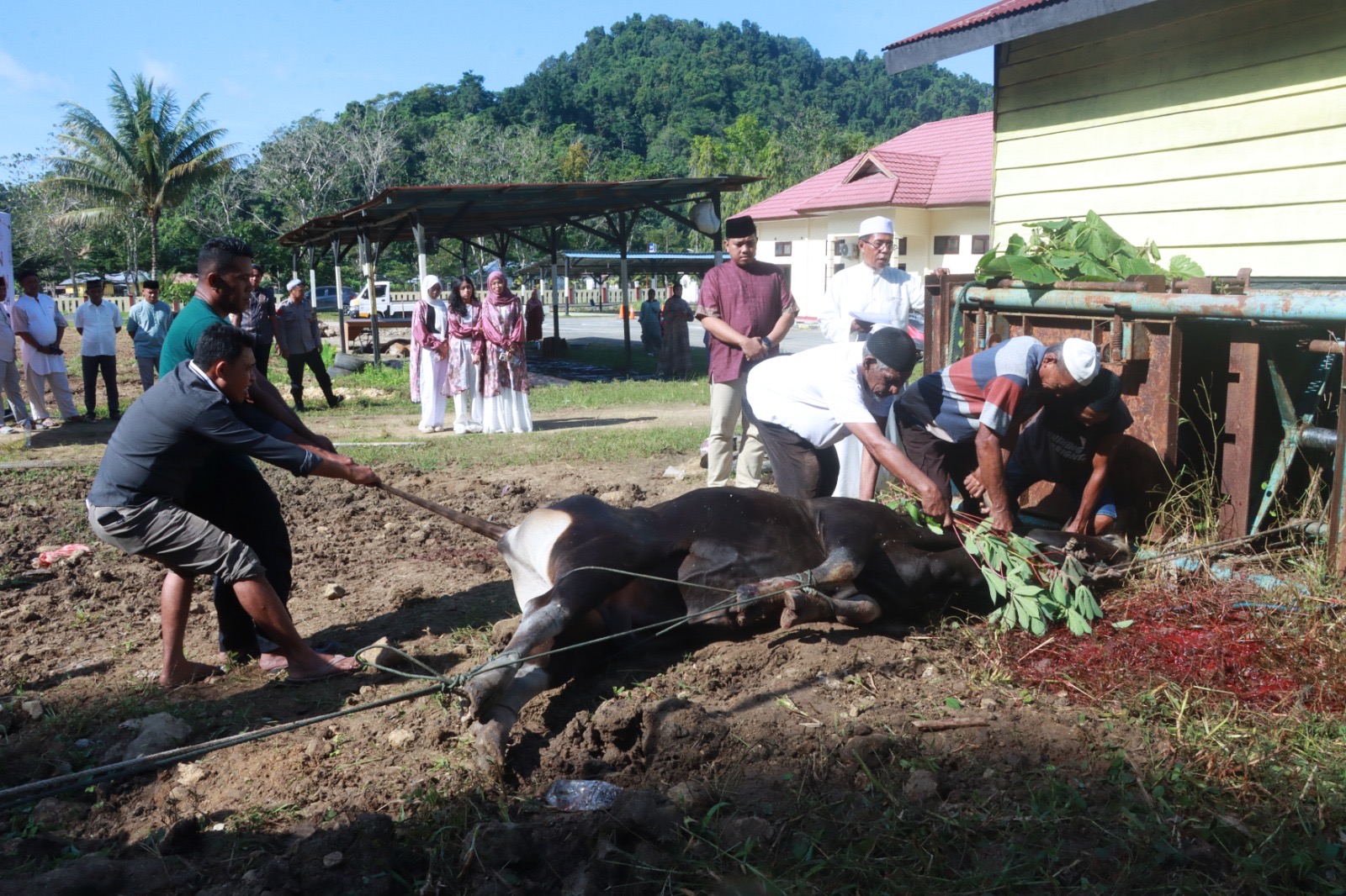 Polres Halteng Qurbankan 9 Ekor Hewan, Salurkan 300 Paket Daging untuk Warga Sekitar.