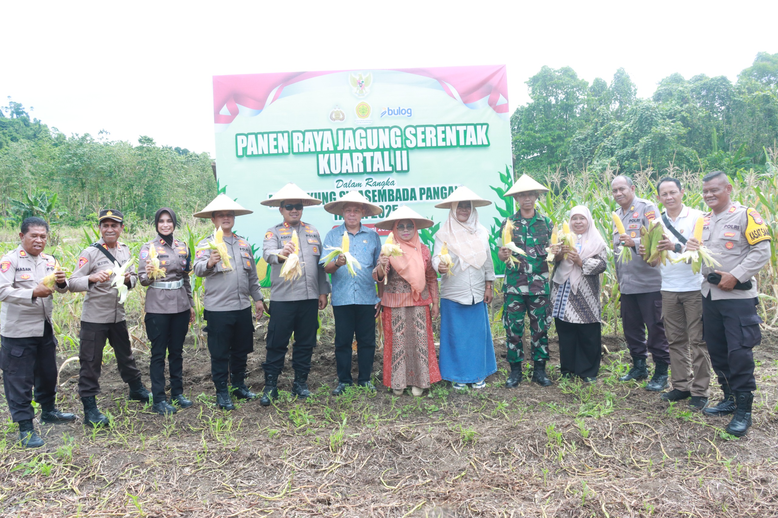 Panen Jagung Serentak Tahap II, Polres Halteng Perkuat Ketahanan Pangan Lewat Kolaborasi.