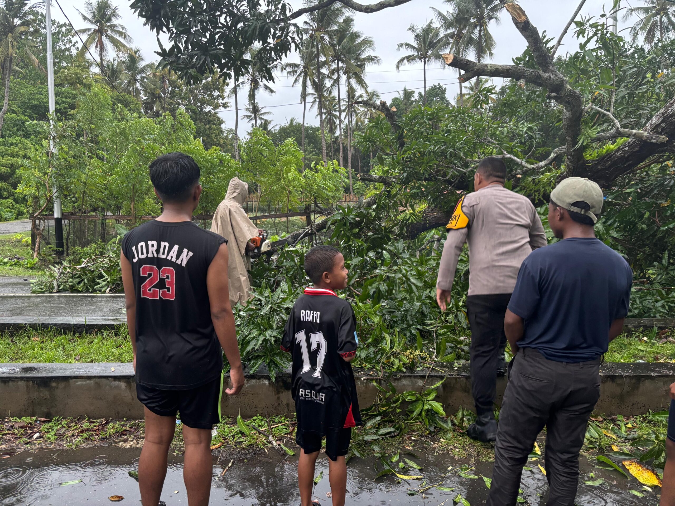 Pohon Tumbang Halangi Jalan di Oba Utara, Polisi bersama Warga Bergerak Cepat