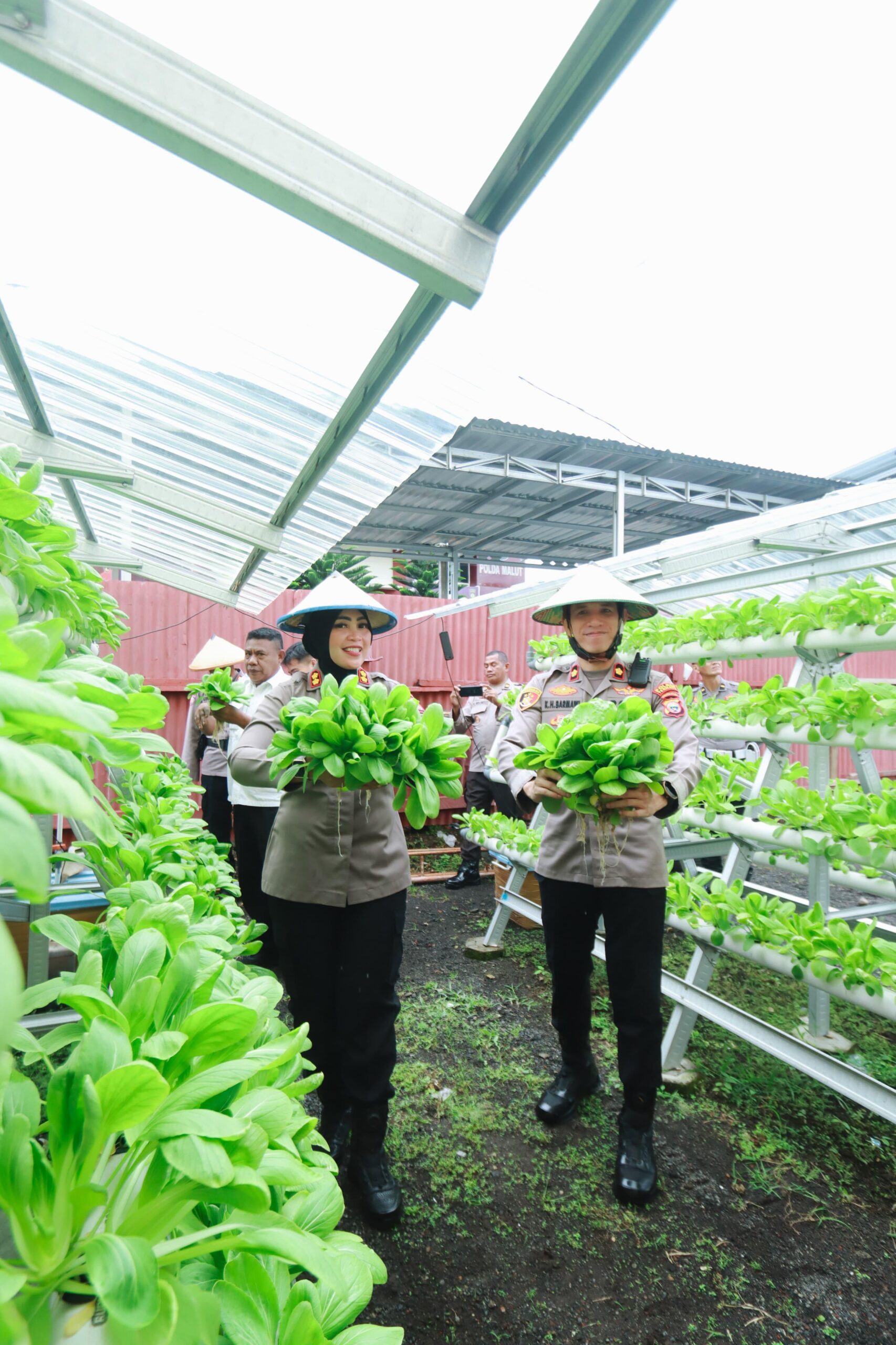 Aksi Nyata Dukung Ketahanan Pangan, Kapolres Ternate Panen Sayur