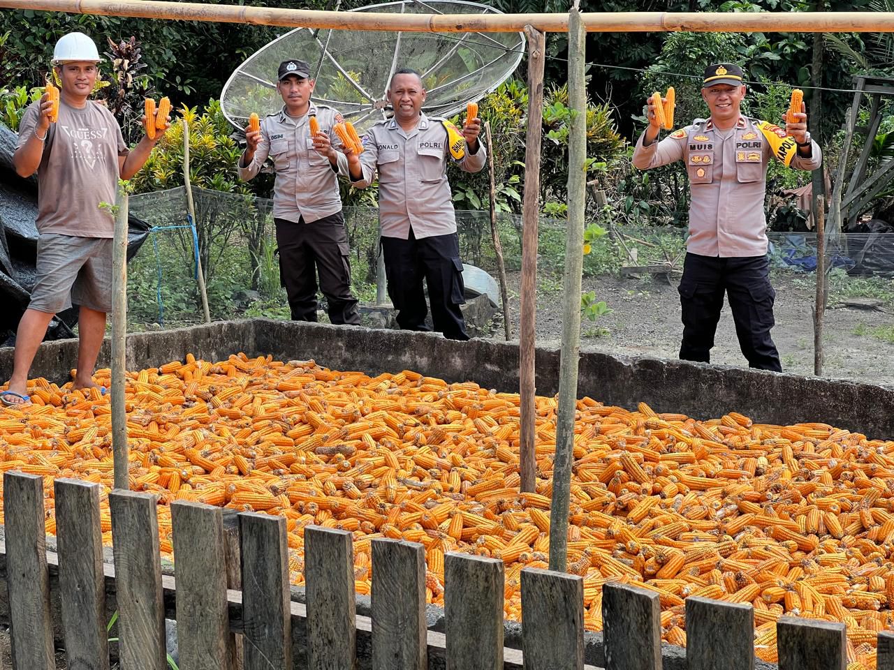 Wujudkan Sinergi Ketahanan Pangan, Polsek Ibu Gelar Panen Jagung Kuartal III
