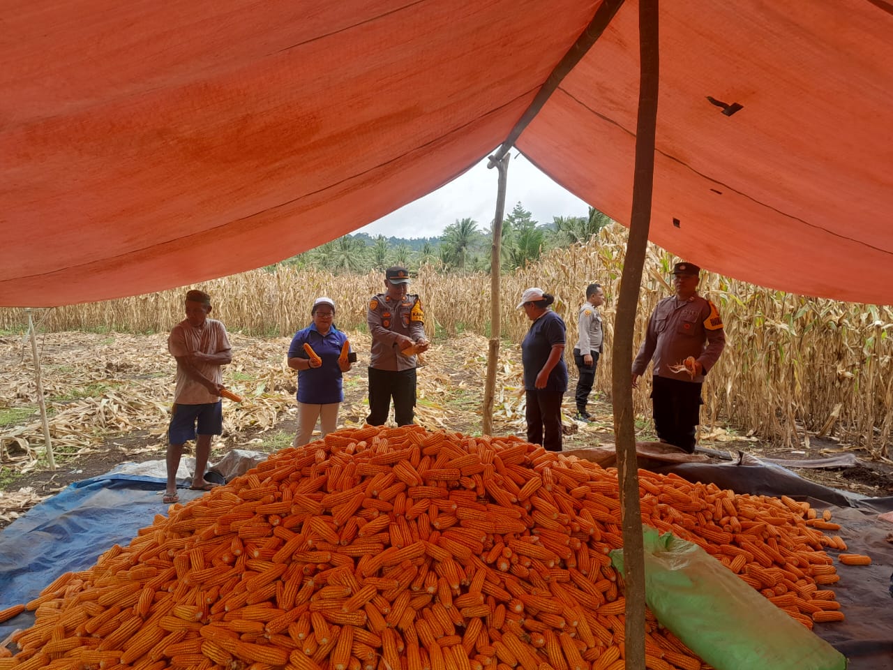 Panen Jagung Berlimpah, Petani Hero Ino Bersama Polsek Tobsel Rayakan Panen Jagung 2025