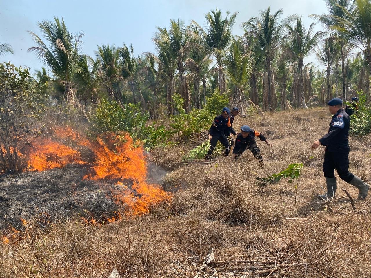 Brimob dan Polsek Jailolo Selatan Gerak Cepat Padamkan Kebakaran di Desa Domato